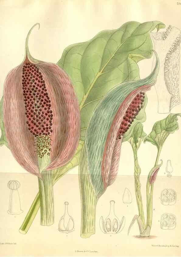 Reproducción/Reproduction 35398210756: Curtis's botanical magazine.. London ; New York [etc.] :Academic Press [etc.]