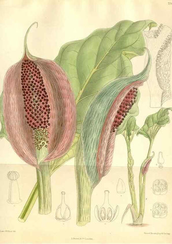 Reproducción/Reproduction 35398210756: Curtis's botanical magazine.. London ; New York [etc.] :Academic Press [etc.]
