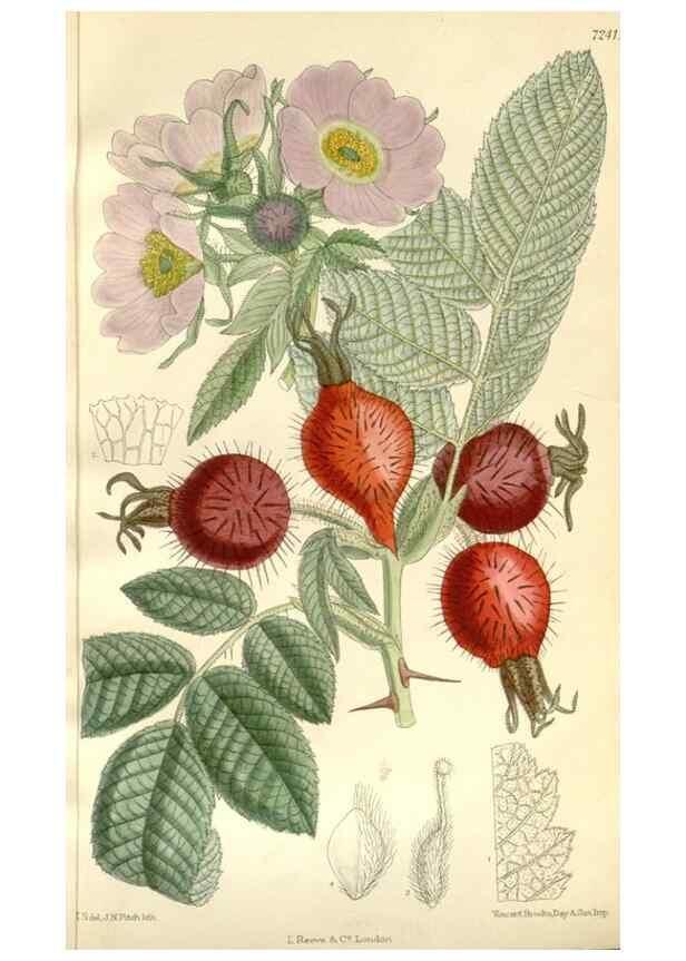 Reproducción/Reproduction 35271325252: Curtis's botanical magazine.. London ; New York [etc.] :Academic Press [etc.]