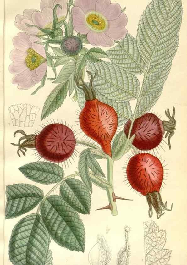 Reproducción/Reproduction 35271325252: Curtis's botanical magazine.. London ; New York [etc.] :Academic Press [etc.]