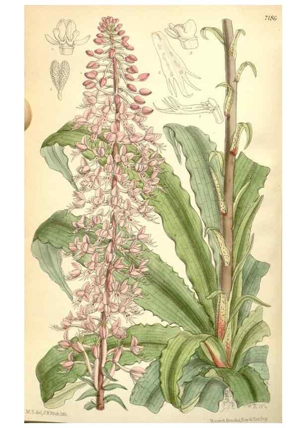 Reproducción/Reproduction 35271099882: Curtis's botanical magazine.. London ; New York [etc.] :Academic Press [etc.]