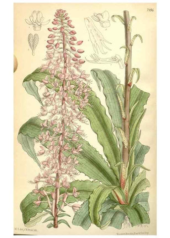 Reproducción/Reproduction 35271099882: Curtis's botanical magazine.. London ; New York [etc.] :Academic Press [etc.]