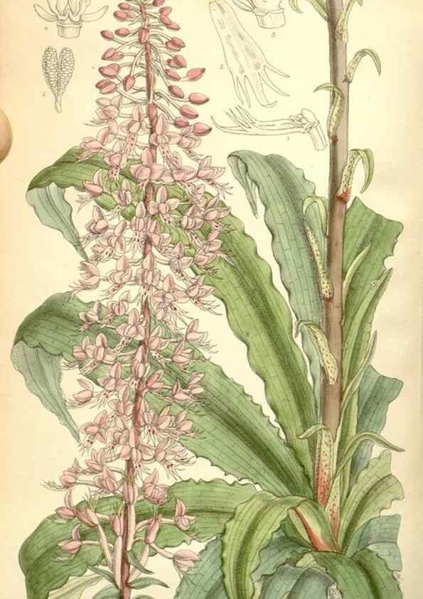 Reproducción/Reproduction 35271099882: Curtis's botanical magazine.. London ; New York [etc.] :Academic Press [etc.]