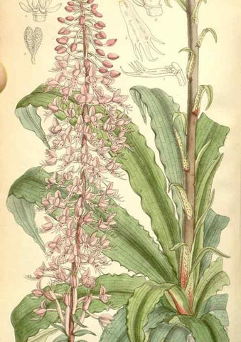 Reproducción/Reproduction 35271099882: Curtis's botanical magazine.. London ; New York [etc.] :Academic Press [etc.]