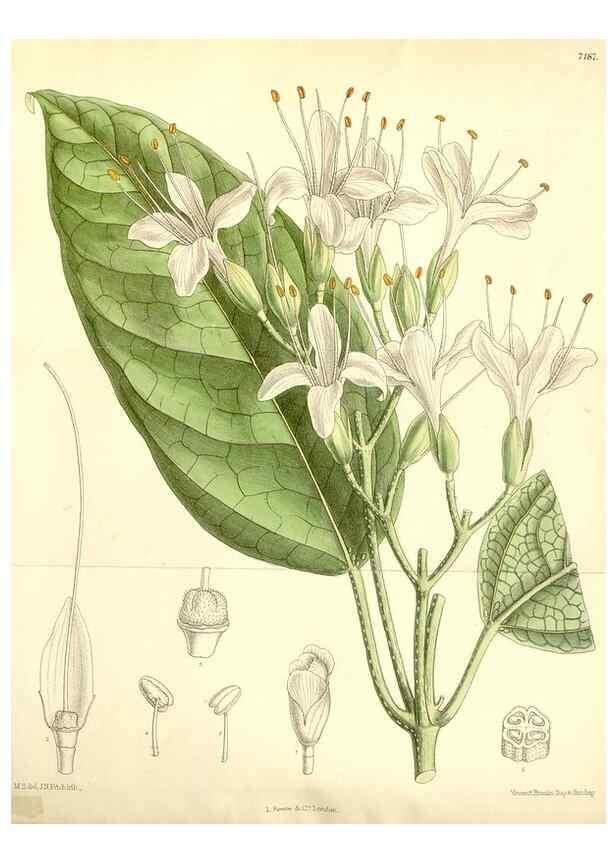 Reproducción/Reproduction 35271102532: Curtis's botanical magazine.. London ; New York [etc.] :Academic Press [etc.]