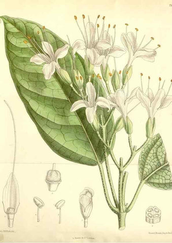 Reproducción/Reproduction 35271102532: Curtis's botanical magazine.. London ; New York [etc.] :Academic Press [etc.]
