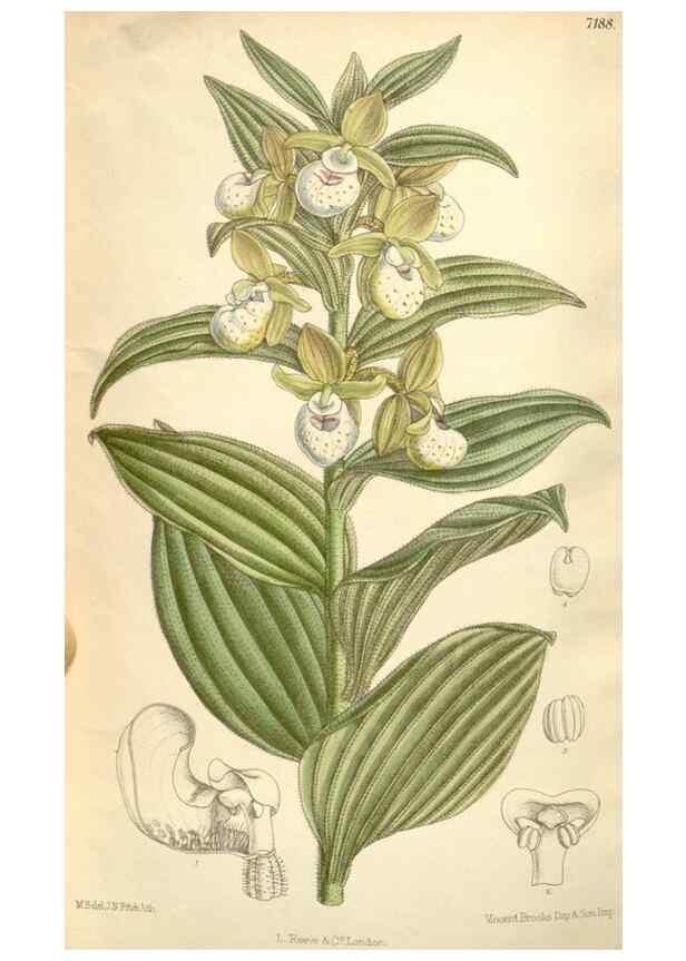 Reproducción/Reproduction 35271105612: Curtis's botanical magazine.. London ; New York [etc.] :Academic Press [etc.]