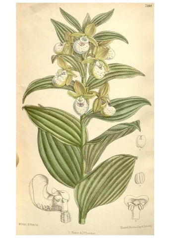 Reproducción/Reproduction 35271105612: Curtis's botanical magazine.. London ; New York [etc.] :Academic Press [etc.]
