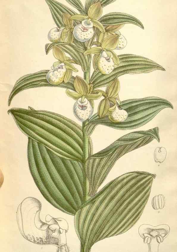 Reproducción/Reproduction 35271105612: Curtis's botanical magazine.. London ; New York [etc.] :Academic Press [etc.]