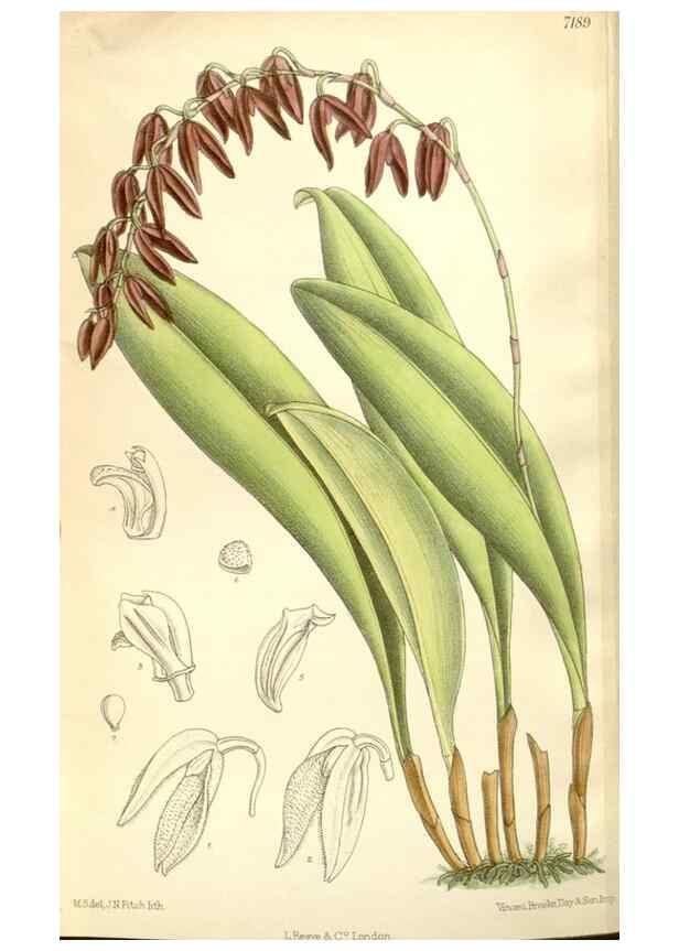 Reproducción/Reproduction 35437719305: Curtis's botanical magazine.. London ; New York [etc.] :Academic Press [etc.]