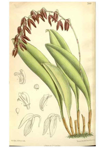 Reproducción/Reproduction 35437719305: Curtis's botanical magazine.. London ; New York [etc.] :Academic Press [etc.]