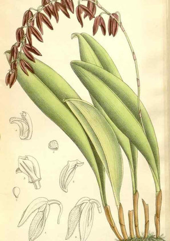Reproducción/Reproduction 35437719305: Curtis's botanical magazine.. London ; New York [etc.] :Academic Press [etc.]