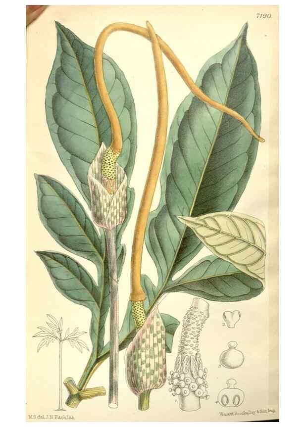 Reproducción/Reproduction 35397994076: Curtis's botanical magazine.. London ; New York [etc.] :Academic Press [etc.]