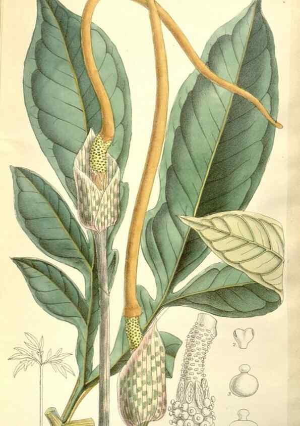Reproducción/Reproduction 35397994076: Curtis's botanical magazine.. London ; New York [etc.] :Academic Press [etc.]