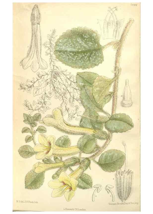 Reproducción/Reproduction 34595818494: Curtis's botanical magazine.. London ; New York [etc.] :Academic Press [etc.]