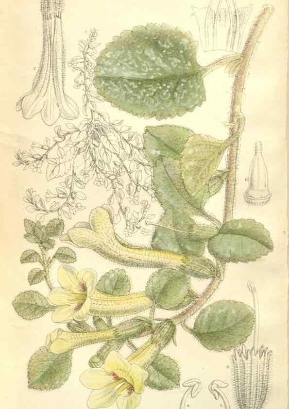 Reproducción/Reproduction 34595818494: Curtis's botanical magazine.. London ; New York [etc.] :Academic Press [etc.]