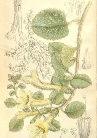 Reproducción/Reproduction 34595818494: Curtis's botanical magazine.. London ; New York [etc.] :Academic Press [etc.]