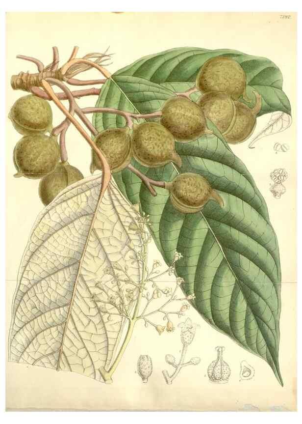 Reproducción/Reproduction 34595820024: Curtis's botanical magazine.. London ; New York [etc.] :Academic Press [etc.]