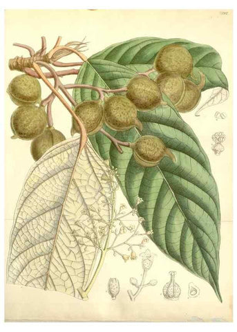 Reproducción/Reproduction 34595820024: Curtis's botanical magazine.. London ; New York [etc.] :Academic Press [etc.]