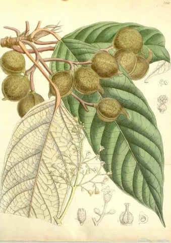 Reproducción/Reproduction 34595820024: Curtis's botanical magazine.. London ; New York [etc.] :Academic Press [etc.]