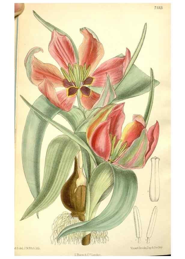 Reproducción/Reproduction 34595821194: Curtis's botanical magazine.. London ; New York [etc.] :Academic Press [etc.]
