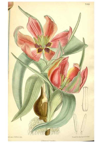 Reproducción/Reproduction 34595821194: Curtis's botanical magazine.. London ; New York [etc.] :Academic Press [etc.]