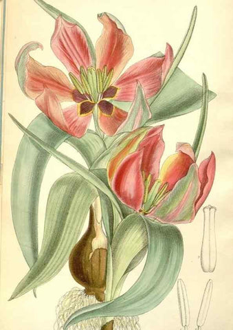 Reproducción/Reproduction 34595821194: Curtis's botanical magazine.. London ; New York [etc.] :Academic Press [etc.]