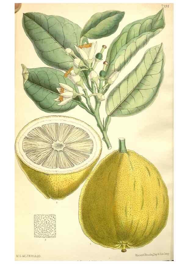 Reproducción/Reproduction 35050623300: Curtis's botanical magazine.. London ; New York [etc.] :Academic Press [etc.]