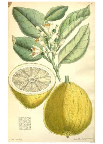 Reproducción/Reproduction 35050623300: Curtis's botanical magazine.. London ; New York [etc.] :Academic Press [etc.]