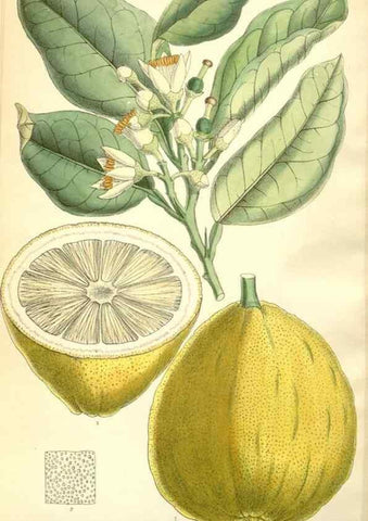 Reproducción/Reproduction 35050623300: Curtis's botanical magazine.. London ; New York [etc.] :Academic Press [etc.]