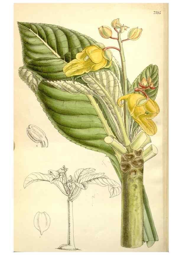Reproducción/Reproduction 34595823824: Curtis's botanical magazine.. London ; New York [etc.] :Academic Press [etc.]
