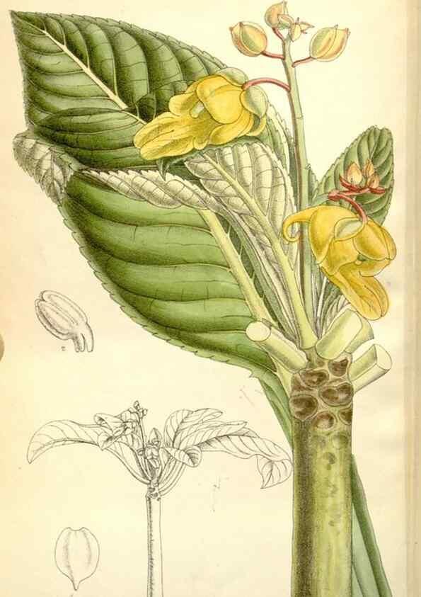 Reproducción/Reproduction 34595823824: Curtis's botanical magazine.. London ; New York [etc.] :Academic Press [etc.]