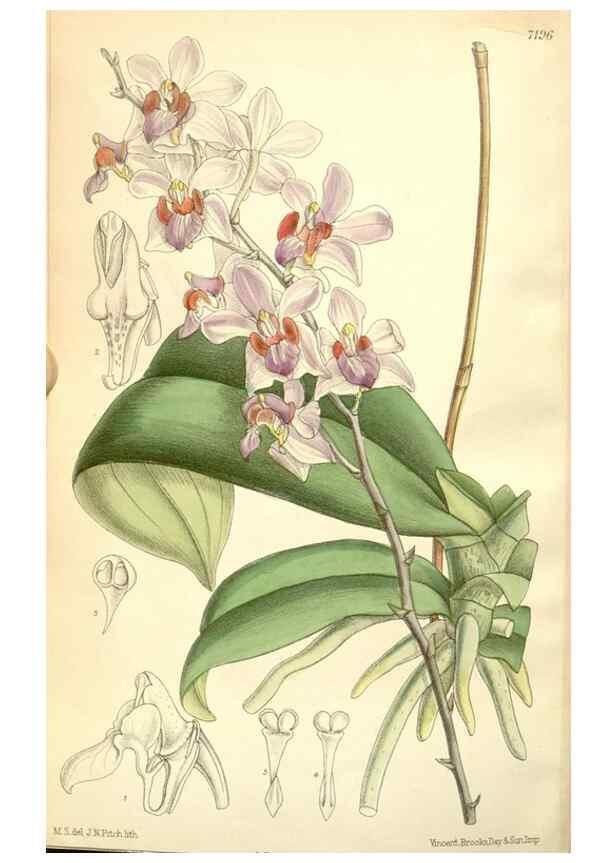 Reproducción/Reproduction 34627769573: Curtis's botanical magazine.. London ; New York [etc.] :Academic Press [etc.]