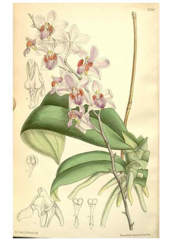 Reproducción/Reproduction 34627769573: Curtis's botanical magazine.. London ; New York [etc.] :Academic Press [etc.]