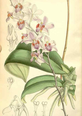 Reproducción/Reproduction 34627769573: Curtis's botanical magazine.. London ; New York [etc.] :Academic Press [etc.]