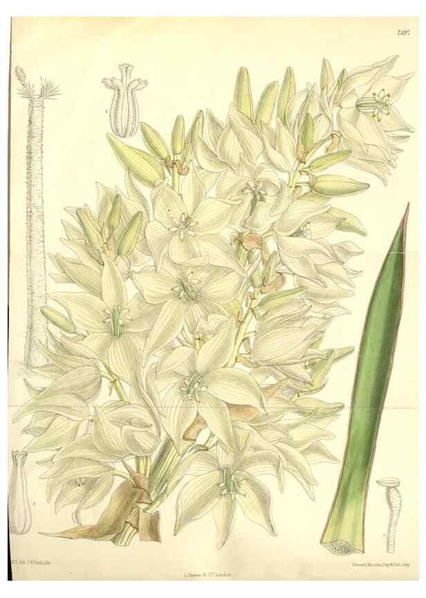 Reproducción/Reproduction 34627770473: Curtis's botanical magazine.. London ; New York [etc.] :Academic Press [etc.]