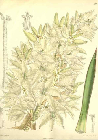 Reproducción/Reproduction 34627770473: Curtis's botanical magazine.. London ; New York [etc.] :Academic Press [etc.]