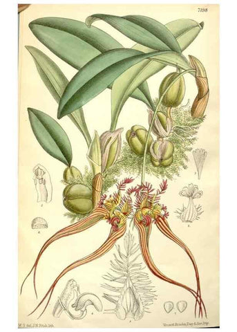 Reproducción/Reproduction 34627771573: Curtis's botanical magazine.. London ; New York [etc.] :Academic Press [etc.]