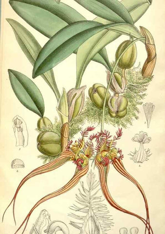 Reproducción/Reproduction 34627771573: Curtis's botanical magazine.. London ; New York [etc.] :Academic Press [etc.]