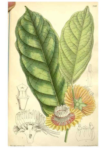Reproducción/Reproduction 34627772623: Curtis's botanical magazine.. London ; New York [etc.] :Academic Press [etc.]
