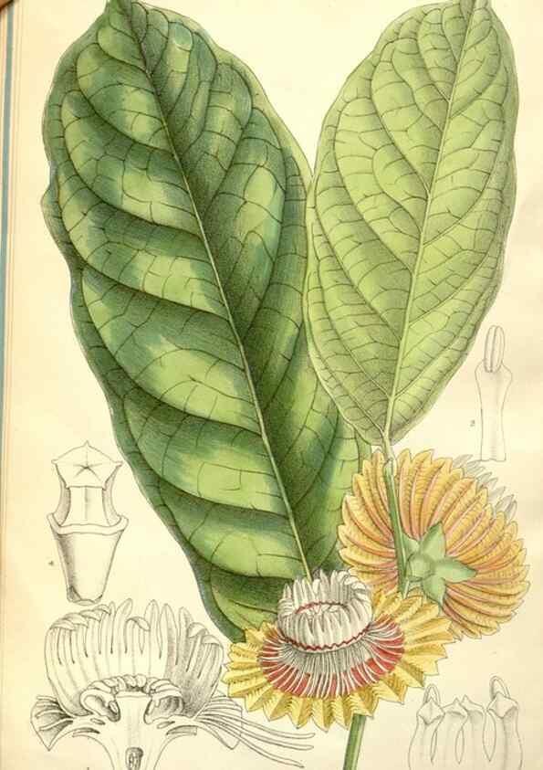 Reproducción/Reproduction 34627772623: Curtis's botanical magazine.. London ; New York [etc.] :Academic Press [etc.]