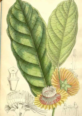 Reproducción/Reproduction 34627772623: Curtis's botanical magazine.. London ; New York [etc.] :Academic Press [etc.]