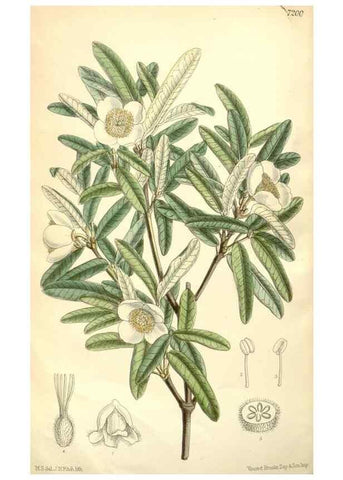 Reproducción/Reproduction 34627775473: Curtis's botanical magazine.. London ; New York [etc.] :Academic Press [etc.]