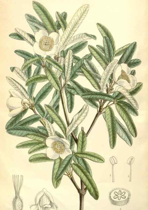 Reproducción/Reproduction 34627775473: Curtis's botanical magazine.. London ; New York [etc.] :Academic Press [etc.]