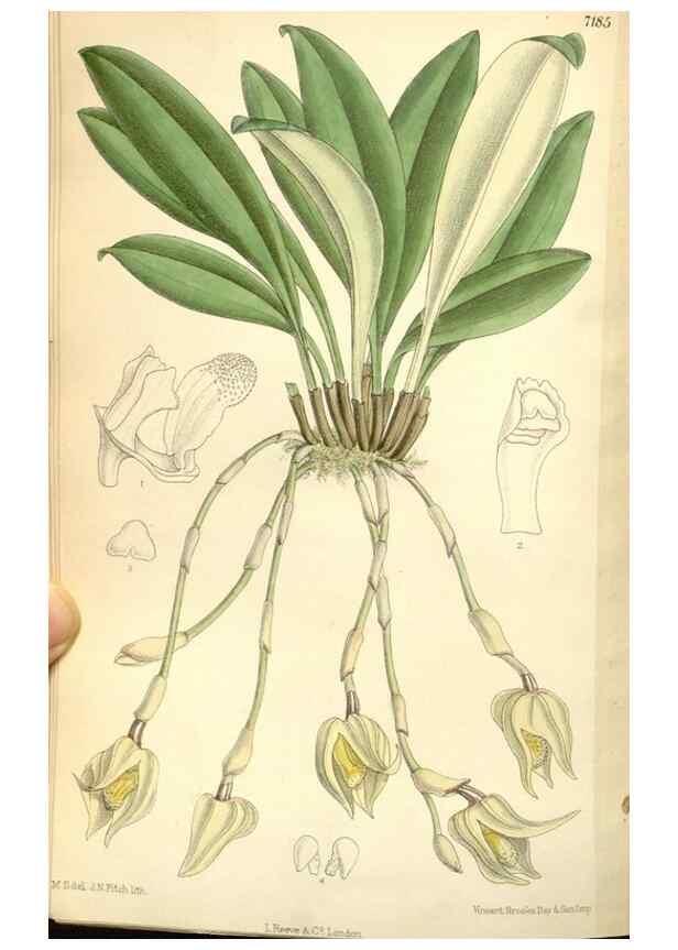 Reproducción/Reproduction 35271096802: Curtis's botanical magazine.. London ; New York [etc.] :Academic Press [etc.]