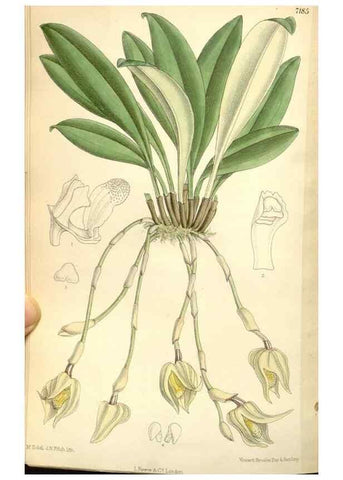 Reproducción/Reproduction 35271096802: Curtis's botanical magazine.. London ; New York [etc.] :Academic Press [etc.]