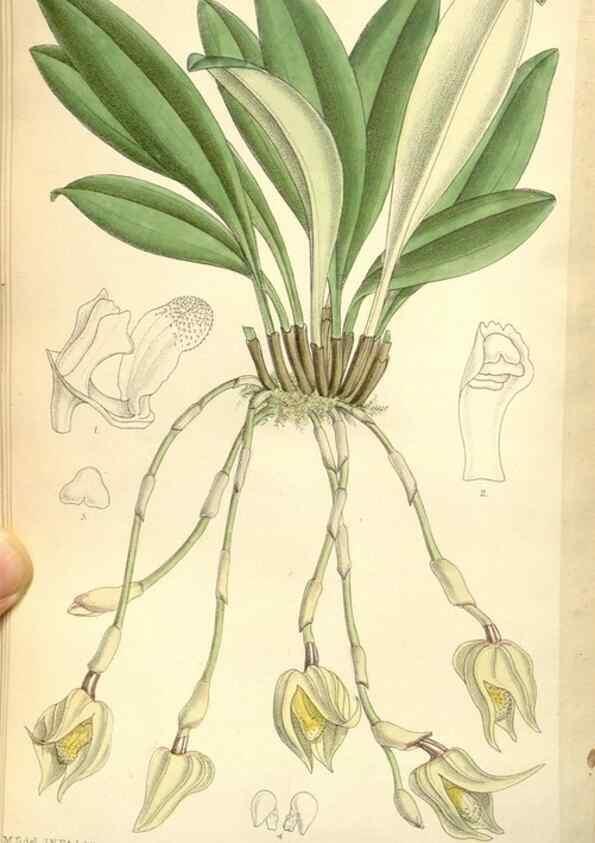 Reproducción/Reproduction 35271096802: Curtis's botanical magazine.. London ; New York [etc.] :Academic Press [etc.]