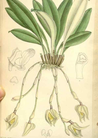 Reproducción/Reproduction 35271096802: Curtis's botanical magazine.. London ; New York [etc.] :Academic Press [etc.]
