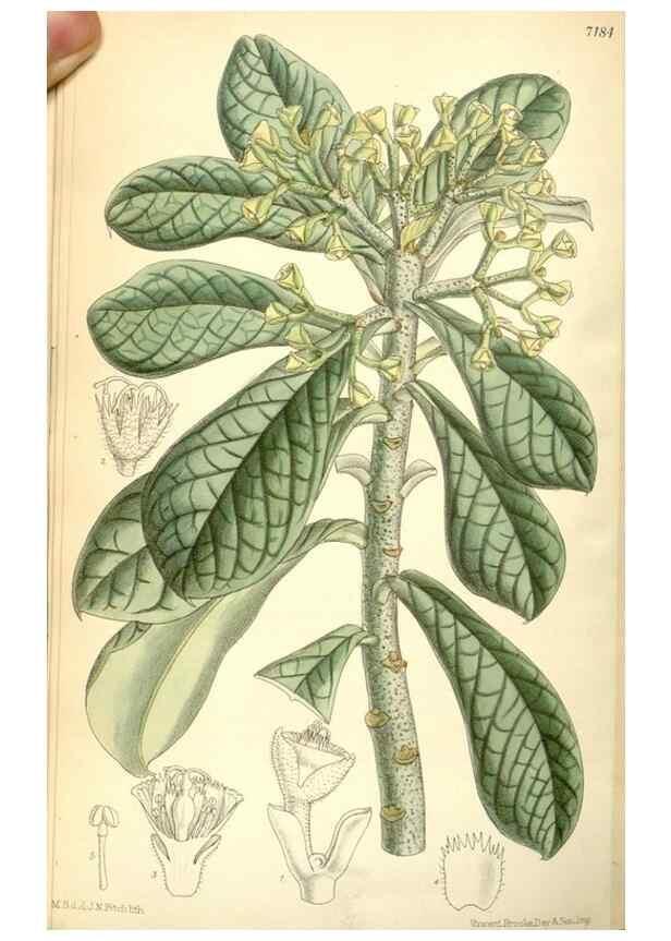 Reproducción/Reproduction 35271094252: Curtis's botanical magazine.. London ; New York [etc.] :Academic Press [etc.]