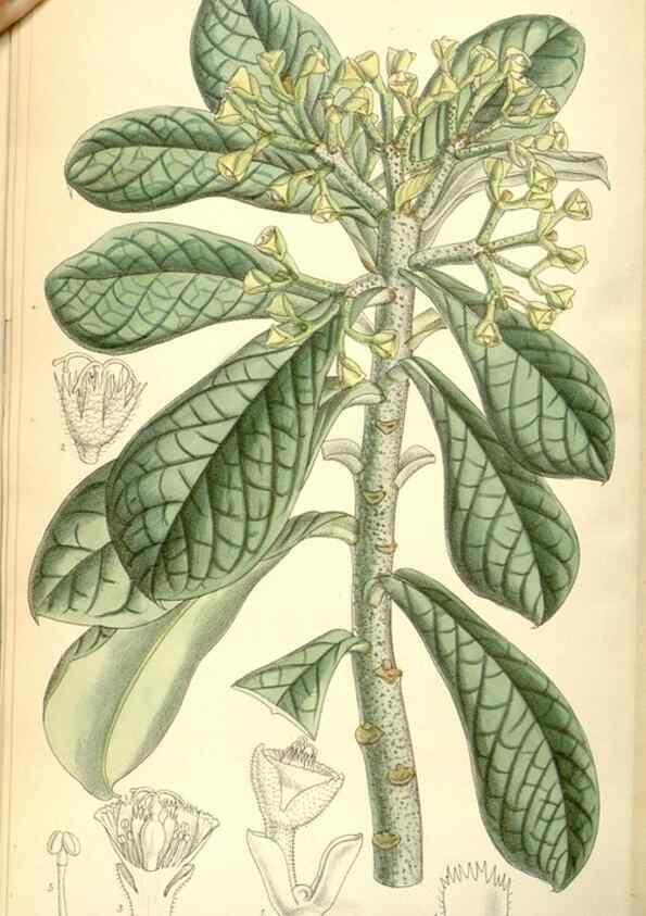 Reproducción/Reproduction 35271094252: Curtis's botanical magazine.. London ; New York [etc.] :Academic Press [etc.]